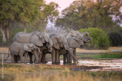 Elephants with baby in Moremi game reserve Africa, Family of Elephants , Elefants taking a bath in a water poolwith mud, eating green grass. African Elephants in landscape, green Africa, Botswana, 
 photo