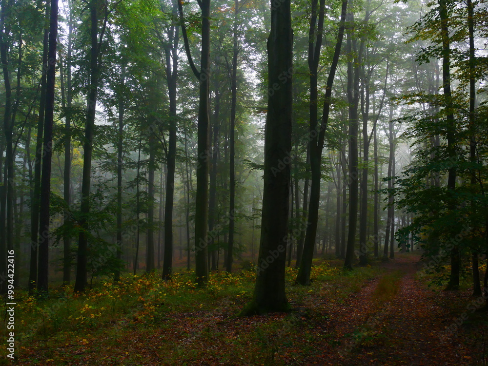 Creepy mysterious green foggy forest during autumn day with forest road and green foliage Creepy mysterious green foggy forest during autumn day with forest road and green foliage
