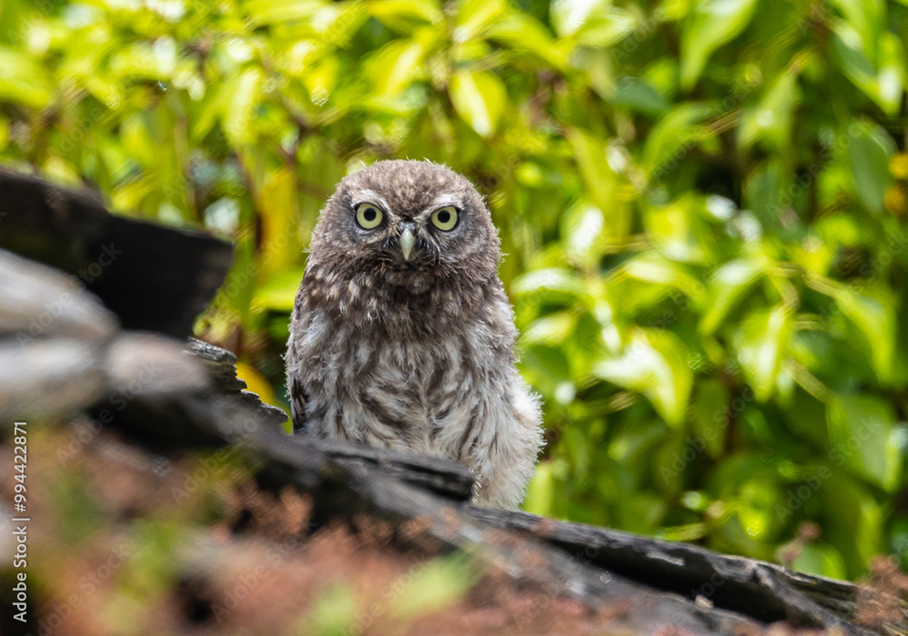 Fototapeta premium The little owl watches me and observes my steps with its harmonious movements!