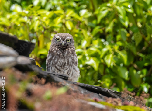 The little owl watches me and observes my steps with its harmonious movements! photo