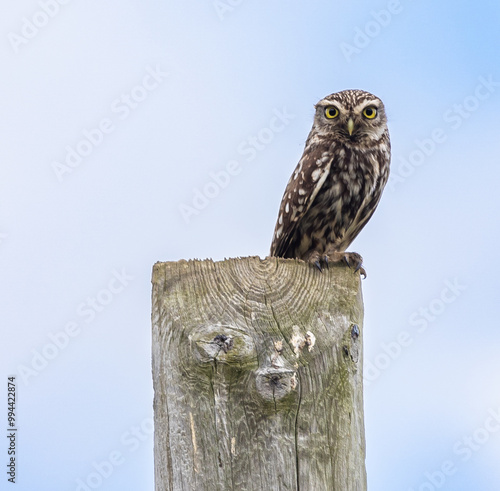 The little owl watches me and observes my steps with its harmonious movements! photo