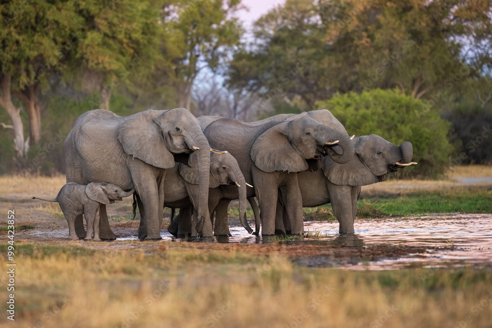 Fototapeta premium Elephants with baby in Moremi game reserve Africa, Family of Elephants , Elefants taking a bath in a water poolwith mud, eating green grass. African Elephants in landscape, green Africa, Botswana,