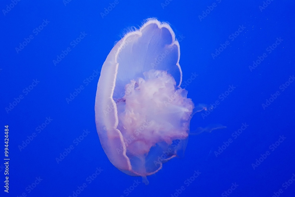 Stunning Jellyfish in the Ocean Stunning Jellyfish in the Ocean