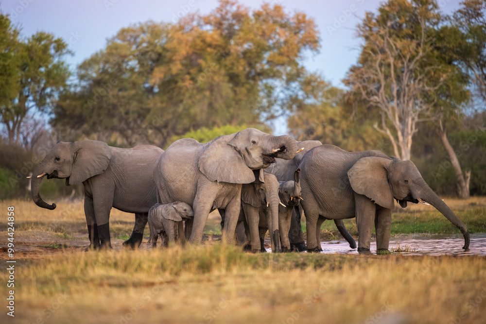 Fototapeta premium Elephants with baby in Moremi game reserve Africa, Family of Elephants , Elefants taking a bath in a water poolwith mud, eating green grass. African Elephants in landscape, green Africa, Botswana, 