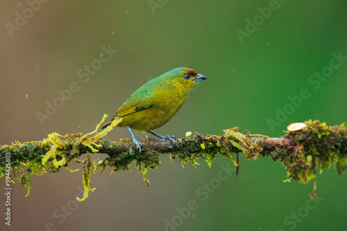 The olive-backed euphonia (Euphonia gouldi) is a small passerine bird in the finch family. Taken in Costa Rica photo