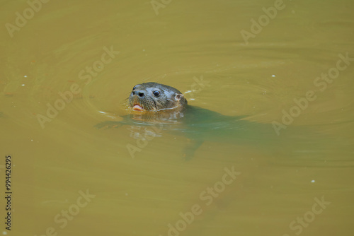 Neotropical Otter (Lontra longicaudis), Costa Rica's Water Dog: The Neotropical River Otter photo