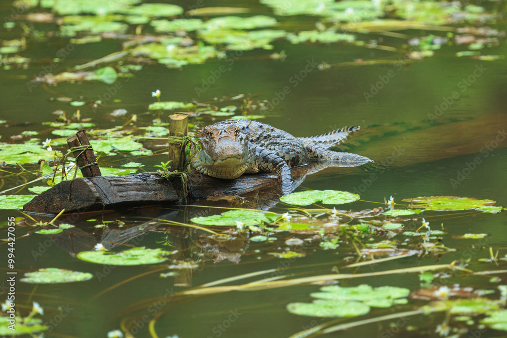 The American Crocodile or Costa Rican Crocodile can get very big indeed with sizes reaching up to 4 meters. The American Crocodile or Costa Rican Crocodile can get very big indeed with sizes reaching up to 4 meters.