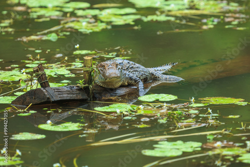 The American Crocodile or Costa Rican Crocodile can get very big indeed with sizes reaching up to 4 meters.