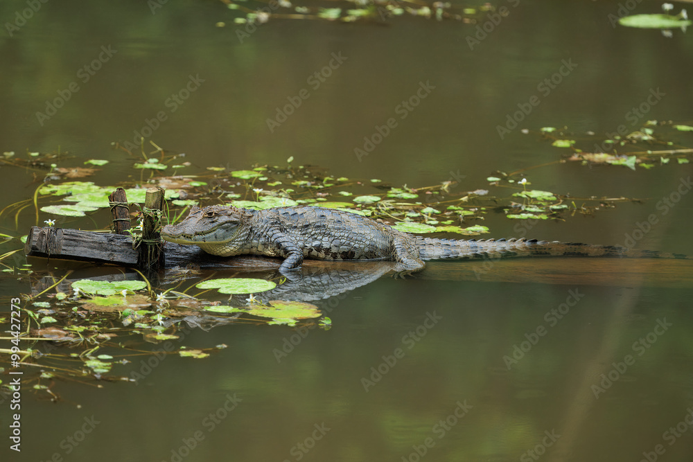 The American Crocodile or Costa Rican Crocodile can get very big indeed with sizes reaching up to 4 meters. The American Crocodile or Costa Rican Crocodile can get very big indeed with sizes reaching up to 4 meters.