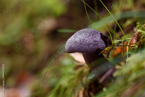 Purple mushroom with dark cap grows in grass among fallen leaves in an autumn forest. photo