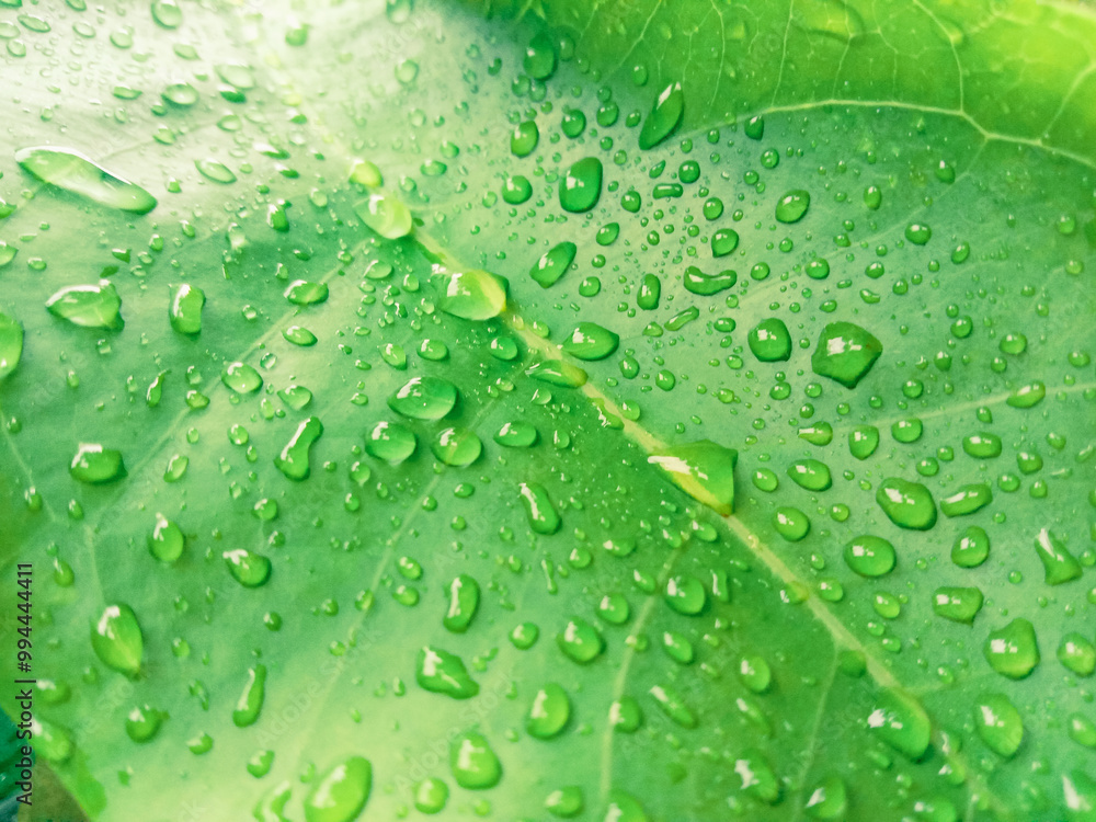 Water drops on a water apple leaf after rain. Water drops on a water apple leaf after rain.