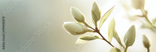Wallpaper Mural A delicate branch with soft green buds captured in a gentle light. This tranquil image evokes peace and renewal. Perfect for nature lovers and wellness themes. AI Torontodigital.ca