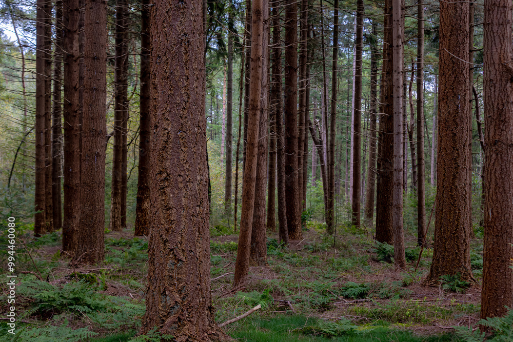 Naklejka premium Pine trees trunk and green leaves in the forest in beginning of Autumn, A pine is any conifer in the genus Pinus of the family Pinaceae, Pinus is the sole genus in the subfamily Pinoideae, Netherlands