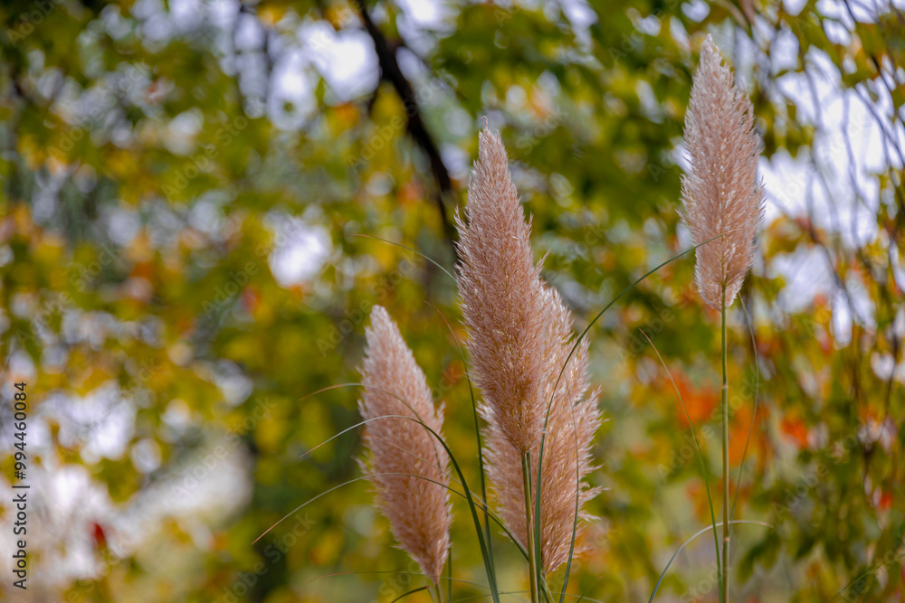 Fototapeta premium Selective focus of white pink fluffy flowers of Pampas grass with blurred Autumn leaves on the tree, Cortaderia selloana is a flowering plant native to southern South America, Nature flora background.