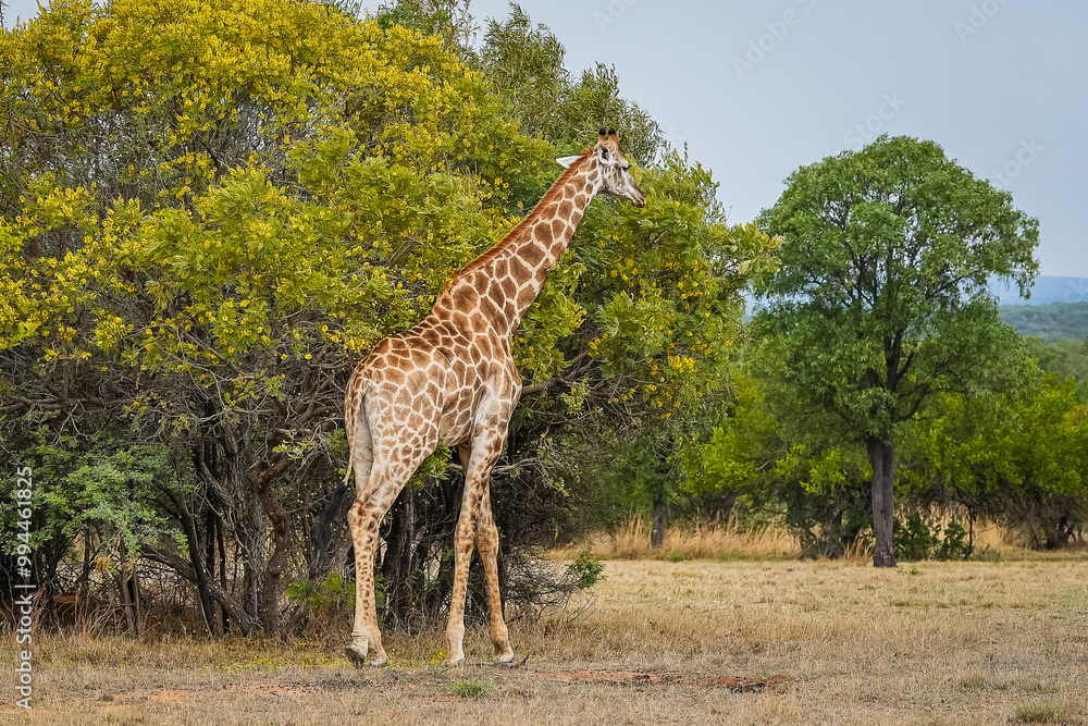 Giraffe walking in the african bush Giraffe walking in the african bush