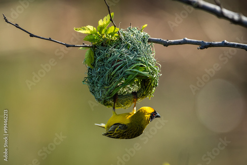 Fotografía Yellow masked weaver weaving a nest