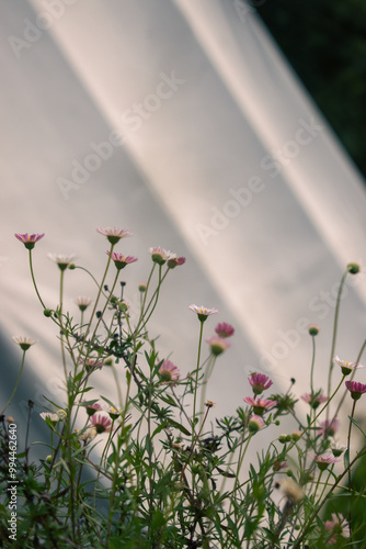 The perfectly aligned flower 