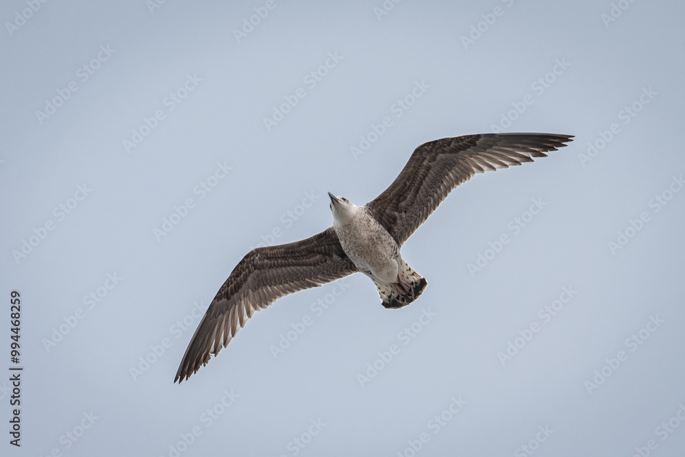 Obraz premium Gaivotas a voar sobre a Ria de Aveiro, Portugal