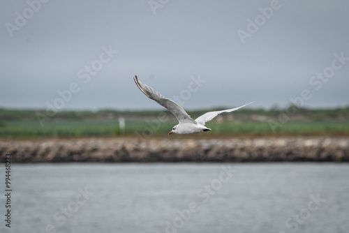 Gaivotas a voar sobre a Ria de Aveiro, Portugal photo