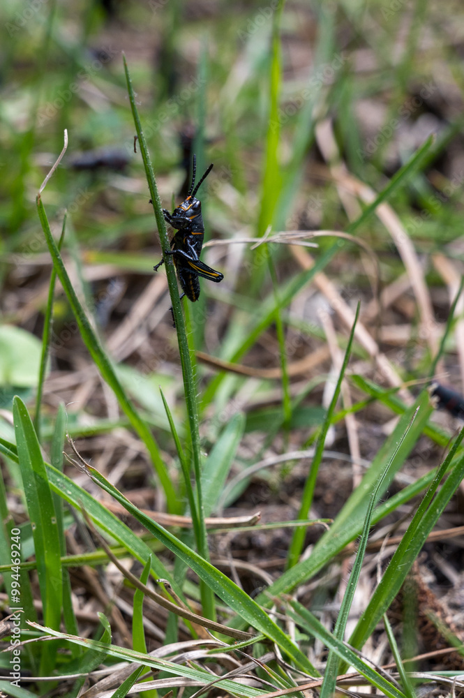 Fototapeta premium Black And Blue Grasshopper On A Blade Of Grass