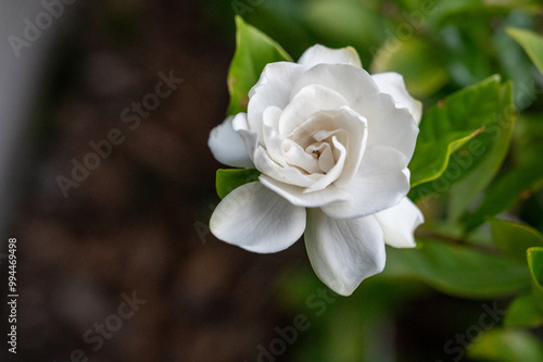 Gardenia Flower With Copy Space