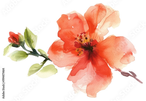 Fototapeta Naklejka Na Ścianę i Meble -  PNG Watercolor flower hibiscus blossom petal.