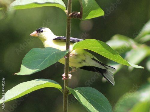goldfinch on a branch