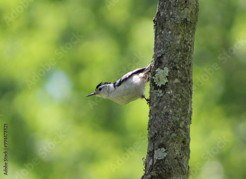 white-breasted nuthatch