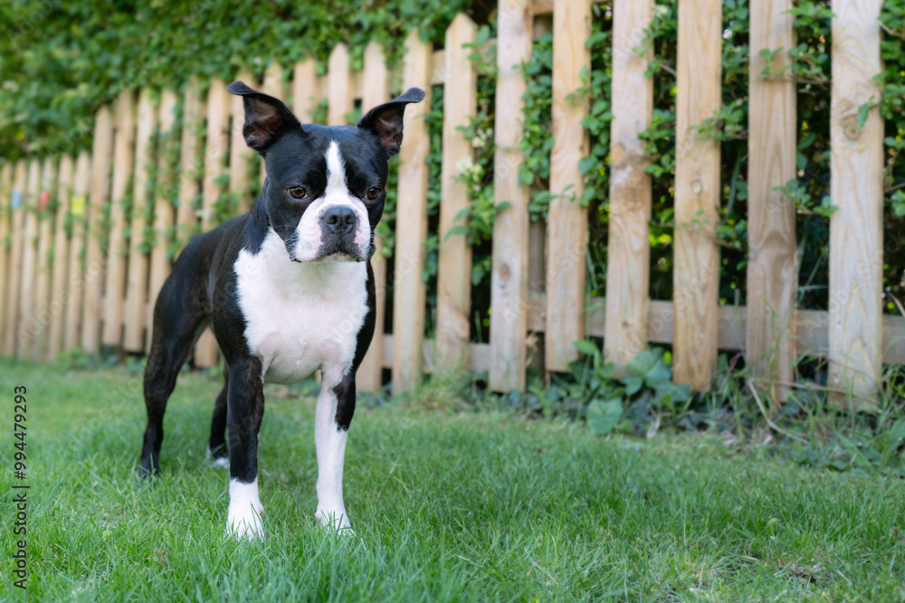 Boston Terrier puppy standing in a garden on grass next to a wooden picket fence with copy space. Boston Terrier puppy standing in a garden on grass next to a wooden picket fence with copy space.