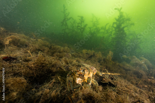 American crayfish - Kamberkrebs