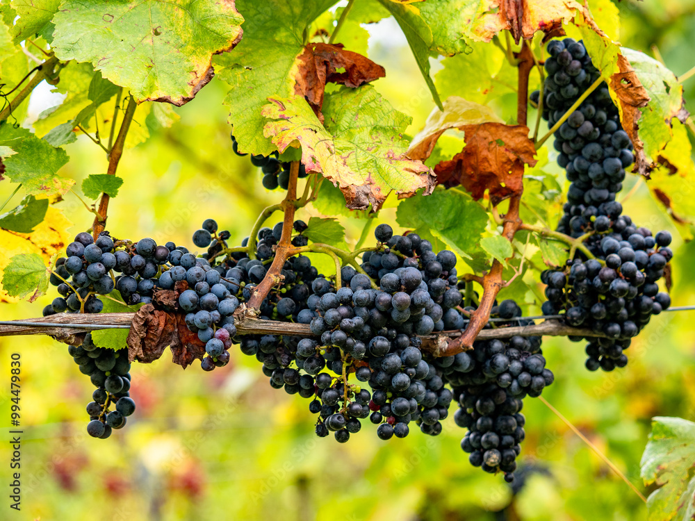 Fototapeta premium Reife Weintrauben an den Reben