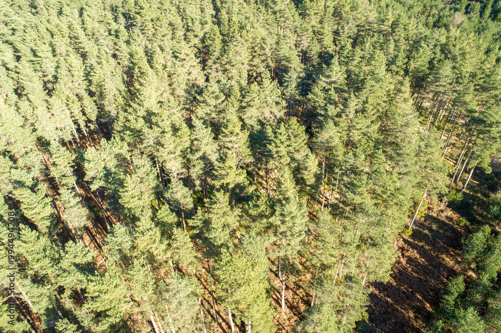a pine forest on a mountain, aerial with drone a pine forest on a mountain, aerial with drone