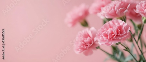 Delicate pink carnations arranged beautifully against a soft pastel background