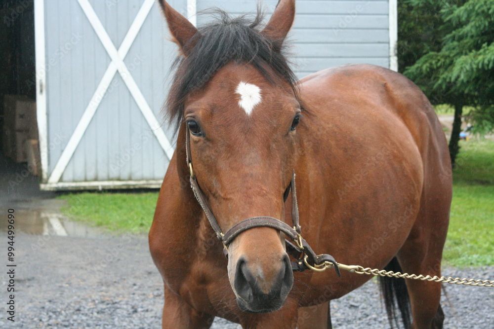 A brown horse stands peacefully outside a barn in a rural setting under soft daylight, enjoying the calm atmosphere A brown horse stands peacefully outside a barn in a rural setting under soft daylight, enjoying the calm atmosphere