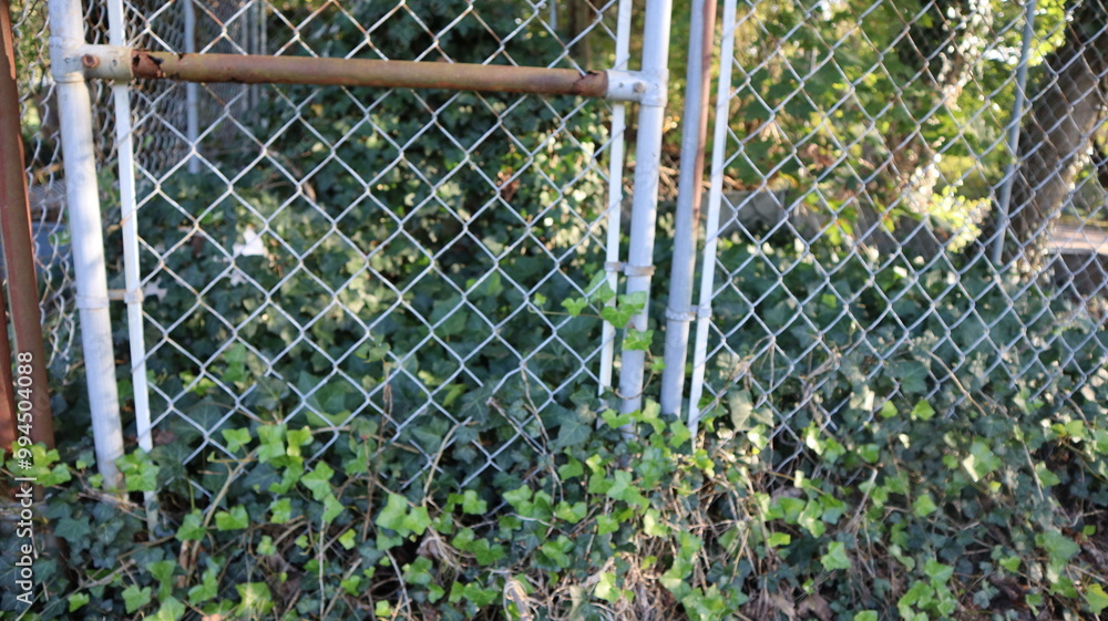 English ivy overtaking a chain link fence. English ivy overtaking a chain link fence.