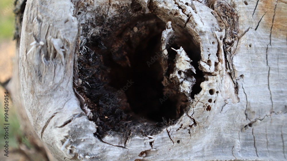 Φωτογραφία Dead tree with large tree hollow