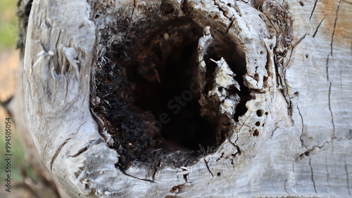 Φωτογραφία Dead tree with large tree hollow