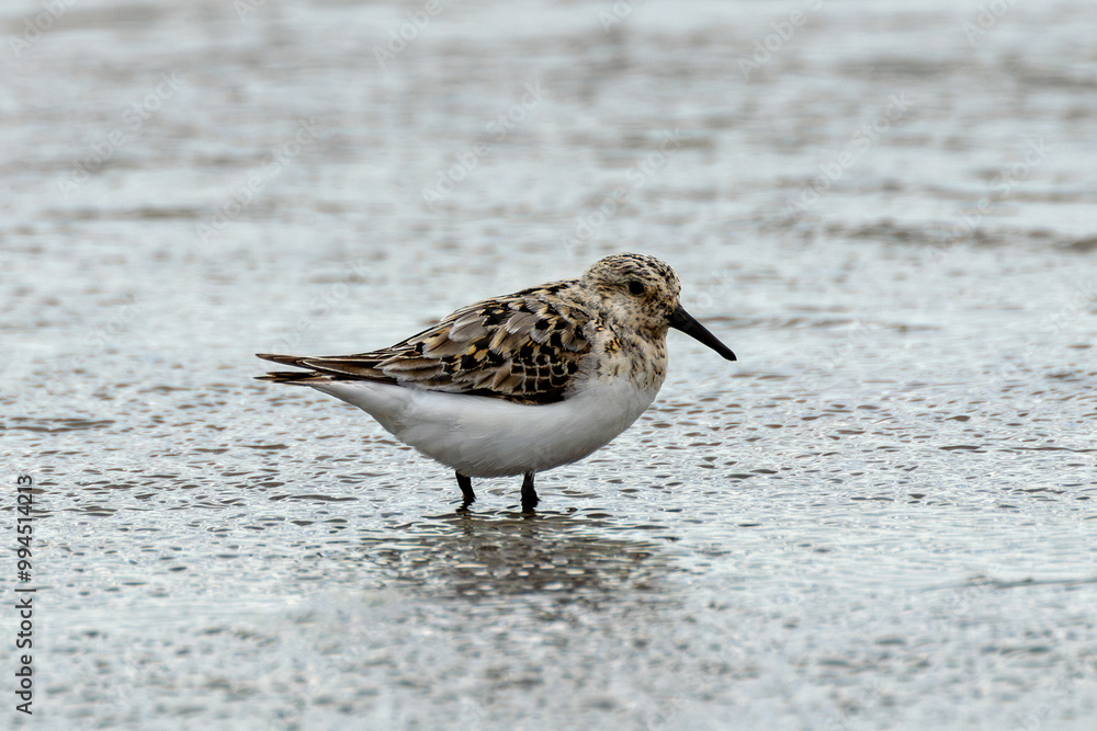 Sanderling (Calidris alba), common on sandy beaches and coastal areas, spotted on Bull Island, Dublin Sanderling (Calidris alba), common on sandy beaches and coastal areas, spotted on Bull Island, Dublin