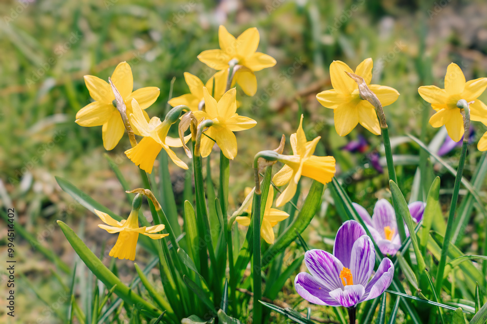 Bright Yellow Daffodils And Purple Crocuses In Spring Field Bright Yellow Daffodils And Purple Crocuses In Spring Field