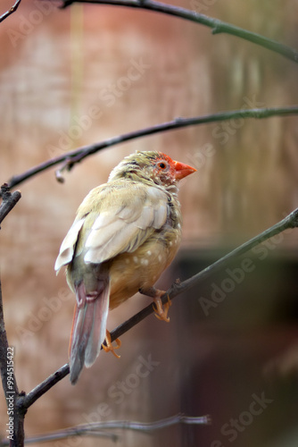 Red-billed Firefinch (Lagonosticta senegala), common in grasslands and savannas of Africa photo