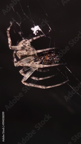 Close-up a spider eating its prey on web in the night. continuously moving insect legs, evening hunting. Halloween, nighttime, nightmare and fear concept with black background. Slow motion vertical. photo