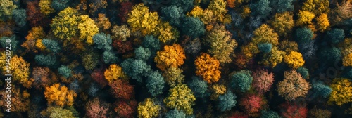 An aerial view of an autumnal forest canopy. The contrast between green and orange trees highlights seasonal change, making it ideal for environmental themes and nature backgrounds.