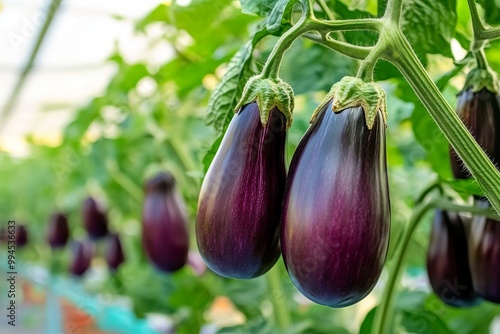 The concept of organic farming, eco products, natural healthy nutrition, growing eggplants in the greenhouse