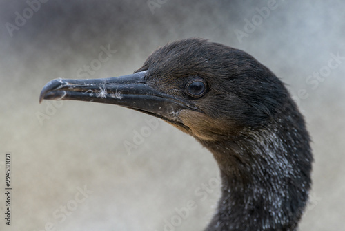 Close up of juvenile Brandt's cormorant (Phalacrocorax penicillatus) with blurred background, space for copy. photo