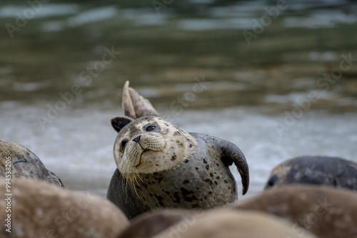 Young seal pup with baby fur amongst colony at La Jolla cove