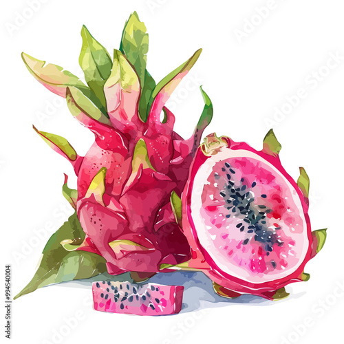 Watercolor of Pitaya, isolated on a white background, and Pitaya vector