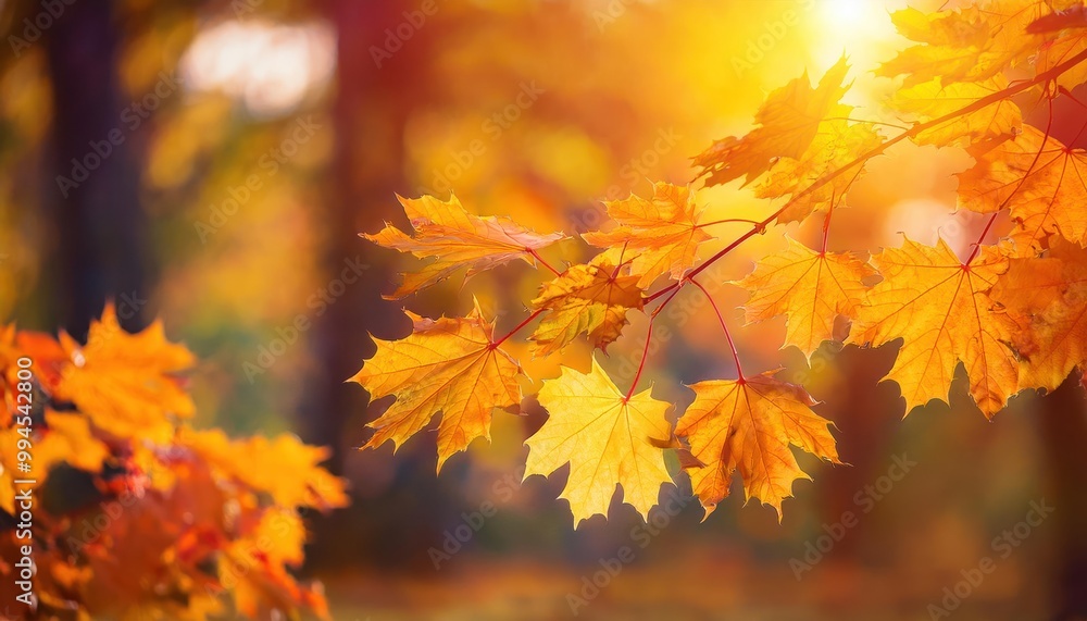 Foliage in the park. Autumn fall leaves of maple trees. Autumn fall leaves in sunlight. Foliage in the park. Autumn fall leaves of maple trees. Autumn fall leaves in sunlight.