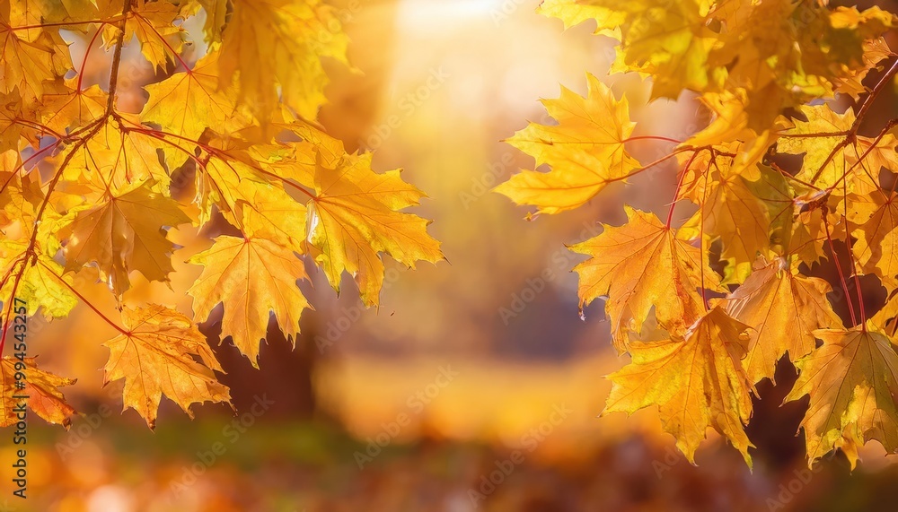 Foliage in the park. Autumn fall leaves of maple trees. Autumn fall leaves in sunlight. Foliage in the park. Autumn fall leaves of maple trees. Autumn fall leaves in sunlight.