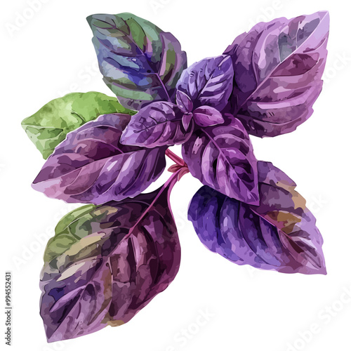 Watercolor drawing of Purple Basil, isolated on a white background, and Purple Basil vector