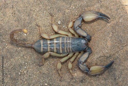 Above photograph of a beautiful flat rock scorpion (Hadogenes trichiurus pallidus)  photo